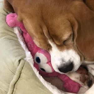 Meet your Posher, Ellen